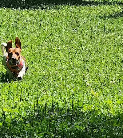 Canton Paw Park - Canton, GA