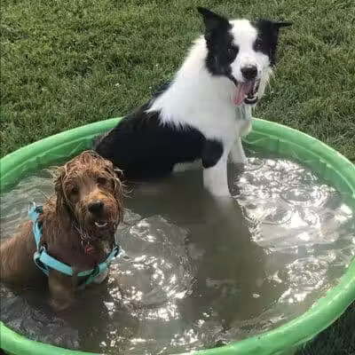 Canton Dog Park - Canton Township, MI