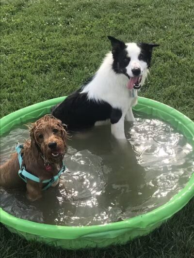 Canton Dog Park - Canton Township, MI