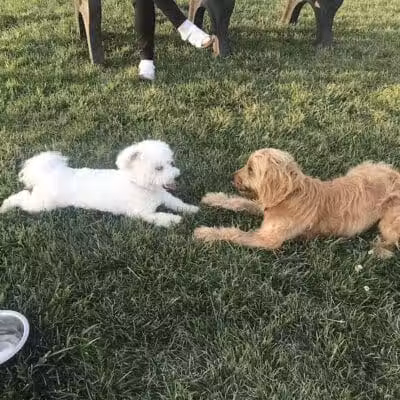 Canton Dog Park - Canton Township, MI