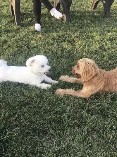 Canton Dog Park - Canton Township, MI