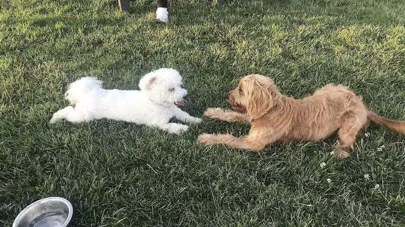 Canton Dog Park - Canton Township, MI