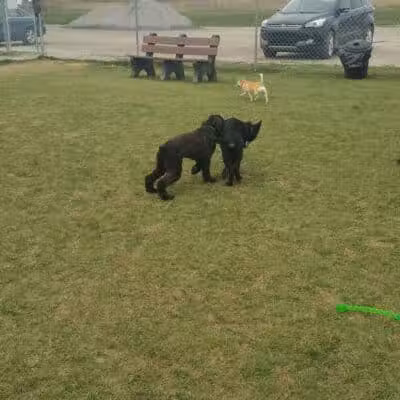 Canton Dog Park - Canton Township, MI