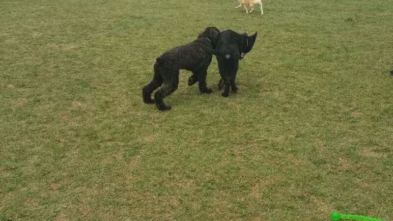 Canton Dog Park - Canton Township, MI