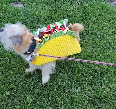 Canton Dog Park - Canton Township, MI