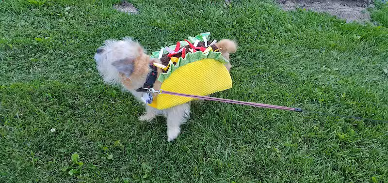Canton Dog Park - Canton Township, MI