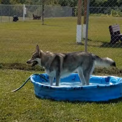 Canton Dog Park - Canton Township, MI