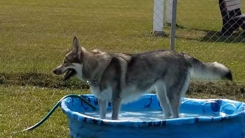 Canton Dog Park - Canton Township, MI