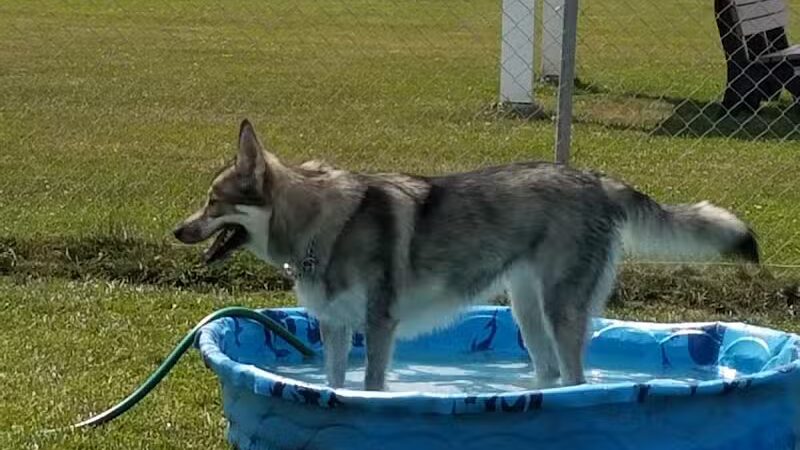 Canton Dog Park - Canton Township, MI