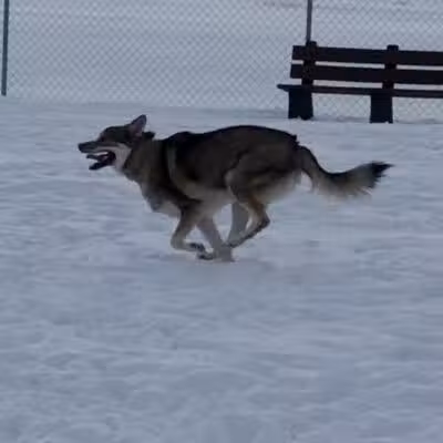 Canton Dog Park - Canton Township, MI