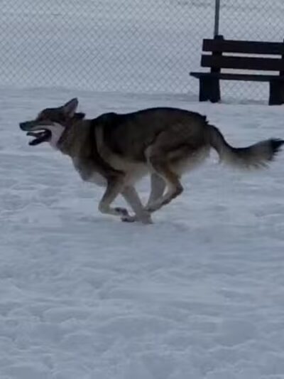 Canton Dog Park - Canton Township, MI