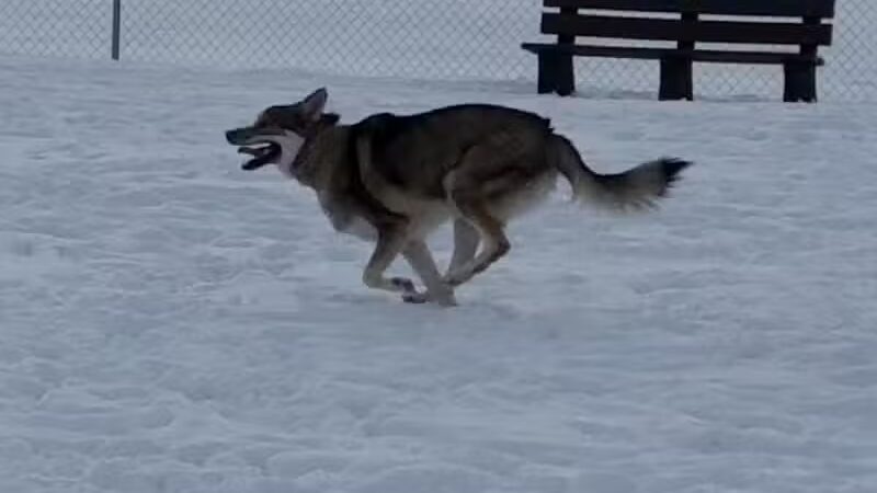 Canton Dog Park - Canton Township, MI