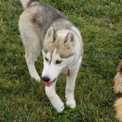 Canton Dog Park - Canton Township, MI