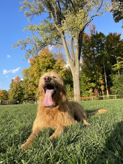 Central Dog Park - Carmel, IN