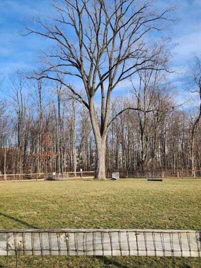 Central Dog Park - Carmel, IN