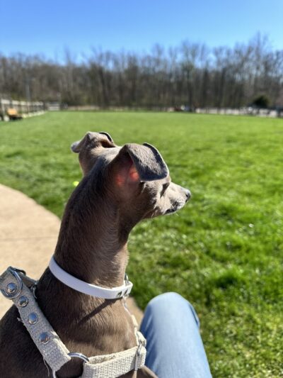 Central Dog Park - Carmel, IN