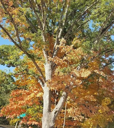 Central Dog Park - Carmel, IN