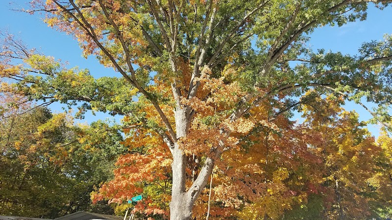 Central Dog Park - Carmel, IN