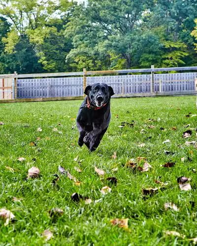 Central Dog Park - Carmel, IN