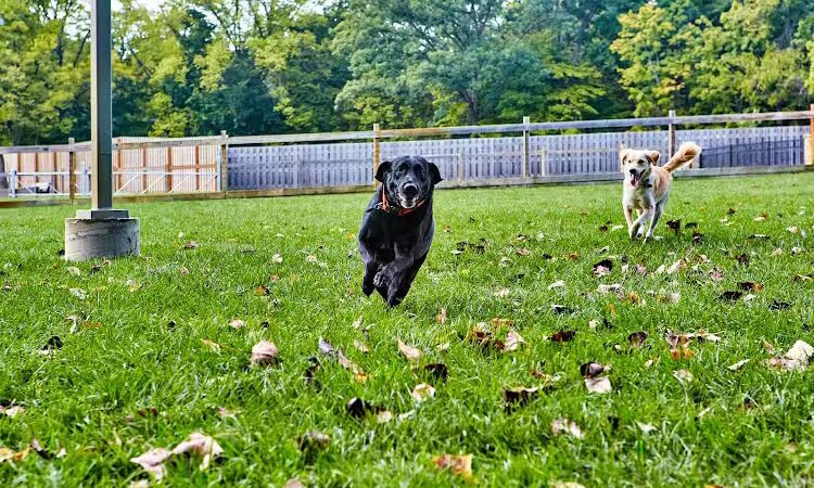 Central Dog Park - Carmel, IN