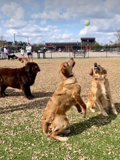 Dog Park at Clay Terrace - Carmel, IN