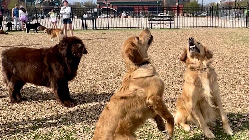 Dog Park at Clay Terrace - Carmel, IN