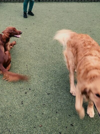 Dog Park at Clay Terrace - Carmel, IN