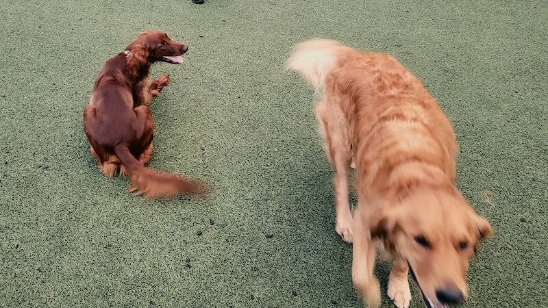 Dog Park at Clay Terrace - Carmel, IN