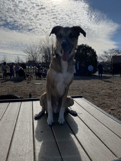 Dog Park at Clay Terrace - Carmel, IN