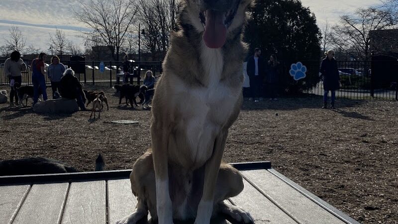 Dog Park at Clay Terrace - Carmel, IN