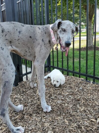 Dog Park at Clay Terrace - Carmel, IN