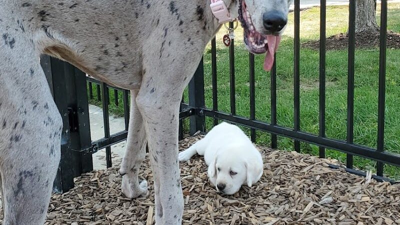 Dog Park at Clay Terrace - Carmel, IN