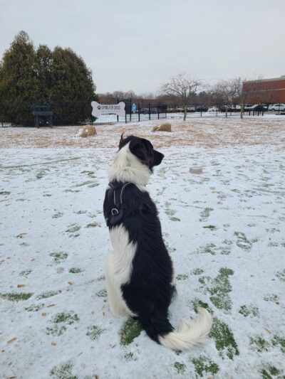 Dog Park at Clay Terrace - Carmel, IN