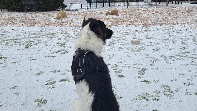 Dog Park at Clay Terrace - Carmel, IN