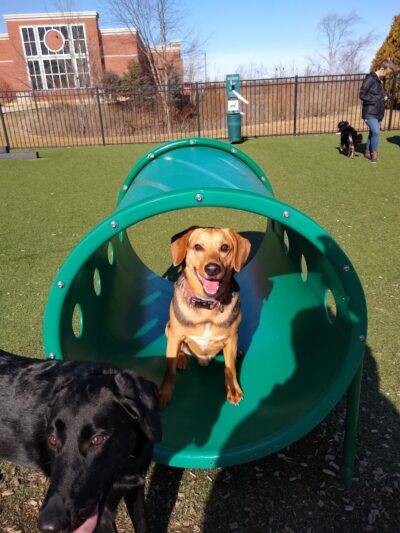 Dog Park at Clay Terrace - Carmel, IN