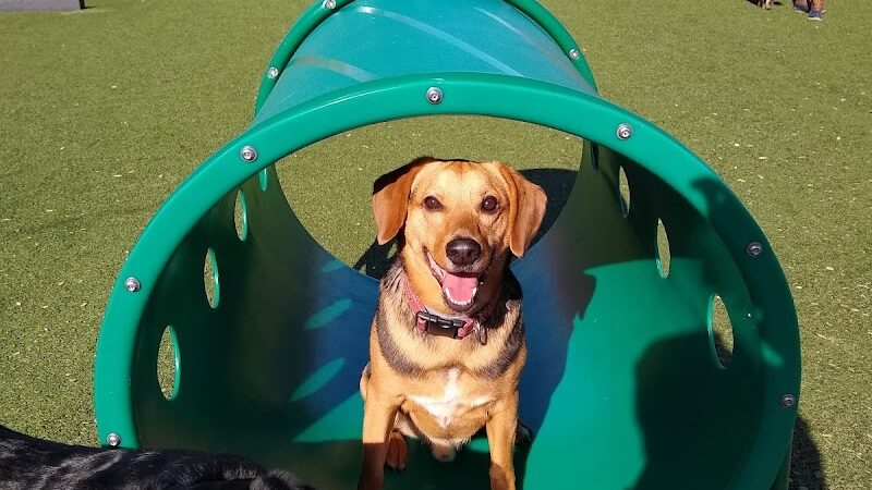 Dog Park at Clay Terrace - Carmel, IN
