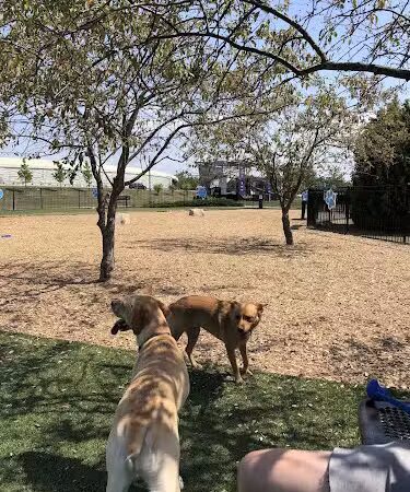 Dog Park at Clay Terrace - Carmel, IN