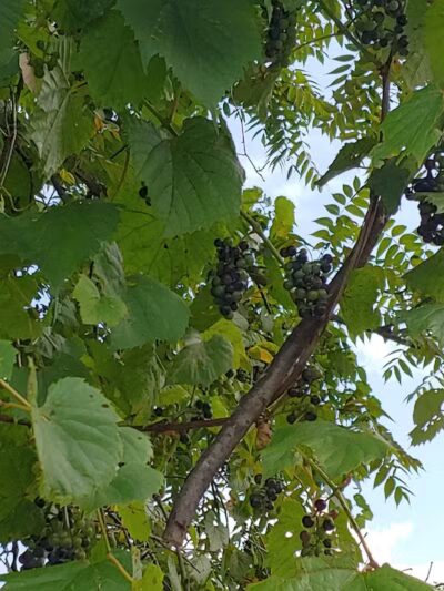 Chippewa Landing City Park - Caro,