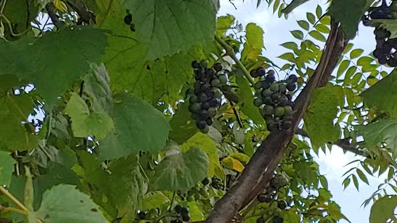 Chippewa Landing City Park - Caro,