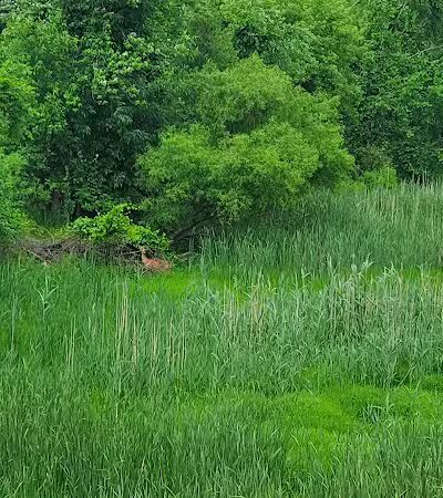 Chippewa Landing City Park - Caro,