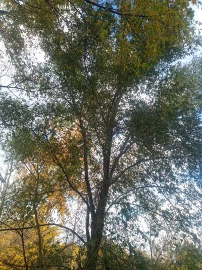 Exchange Club Forest - Caro,