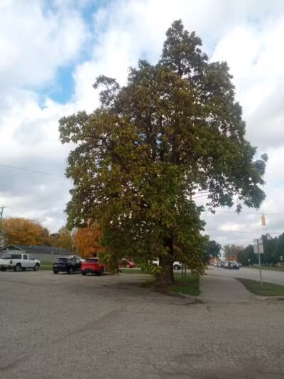 Exchange Club Forest - Caro,