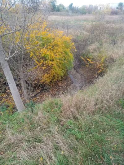 Exchange Club Forest - Caro,