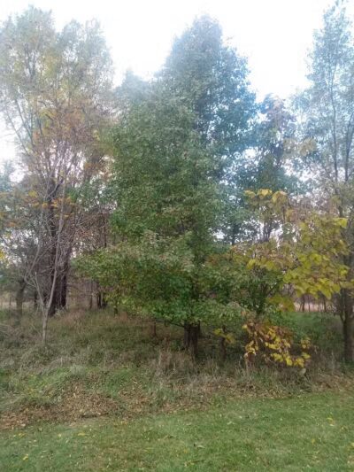 Exchange Club Forest - Caro,