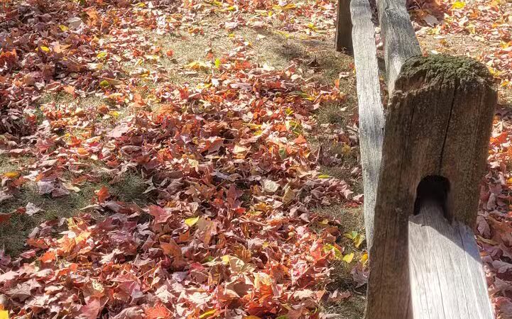 Grove Park - Carson City,