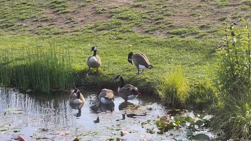 Haradine Park - Carson City,