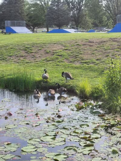 Haradine Park - Carson City,