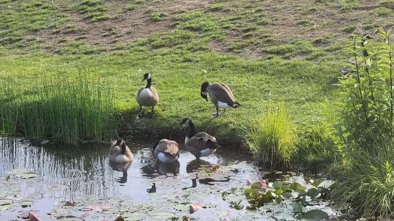 Haradine Park - Carson City,