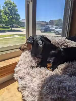 Sanilac County Humane Society - Carsonville, MI