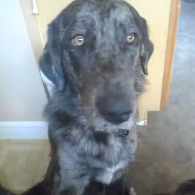 Sanilac County Humane Society - Carsonville, MI